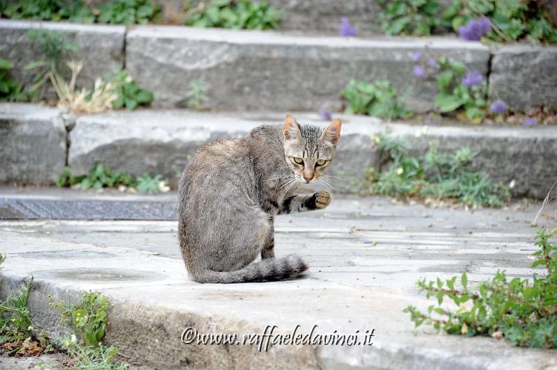 17.7.2014 MODICA (92).jpg